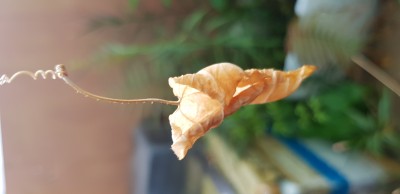 Sinh mệnh người Việt thời nay...