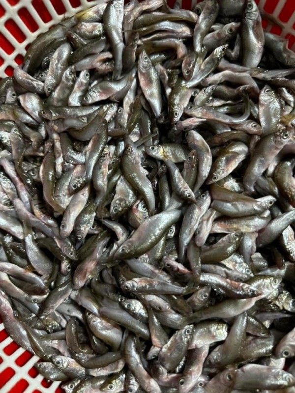 Cá linh tươi như gái 16.