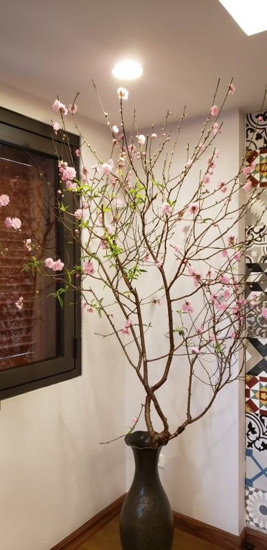 Đào hoa phai ko phải mình chụp