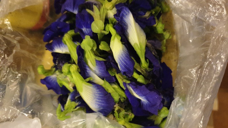 Hoa đậu biếc tự trồng